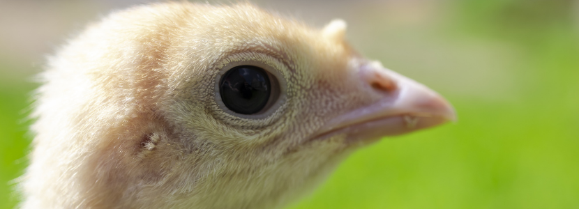 How does the infrared beak treatment affect turkey welfare?