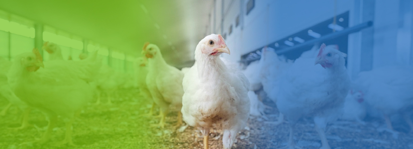 DTF: la nutrición avícola ‘bajo demanda’ ya está aquí
