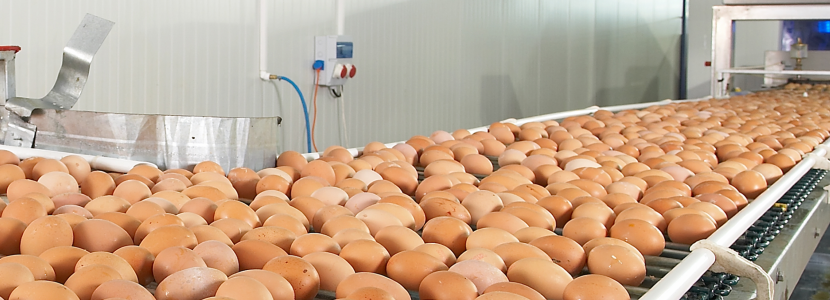 Brasil: Exportaciones de huevo crecieron 38,9% en primer bimestre de 2022