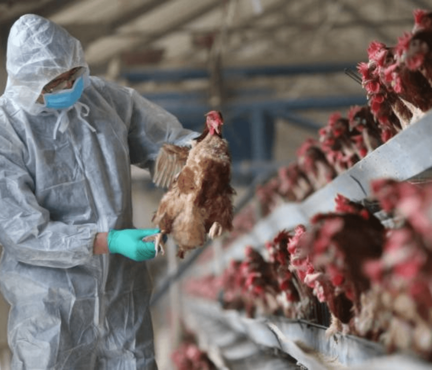 China relata primeiro caso humano de gripe aviária