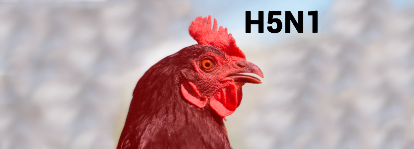 Influenza Aviar en EE.UU.: Provoca riesgo en exportaciones avícolas y escasez de huevos
