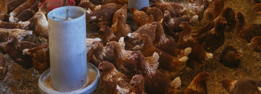 Gobierno boliviano se compromete con sector avícola