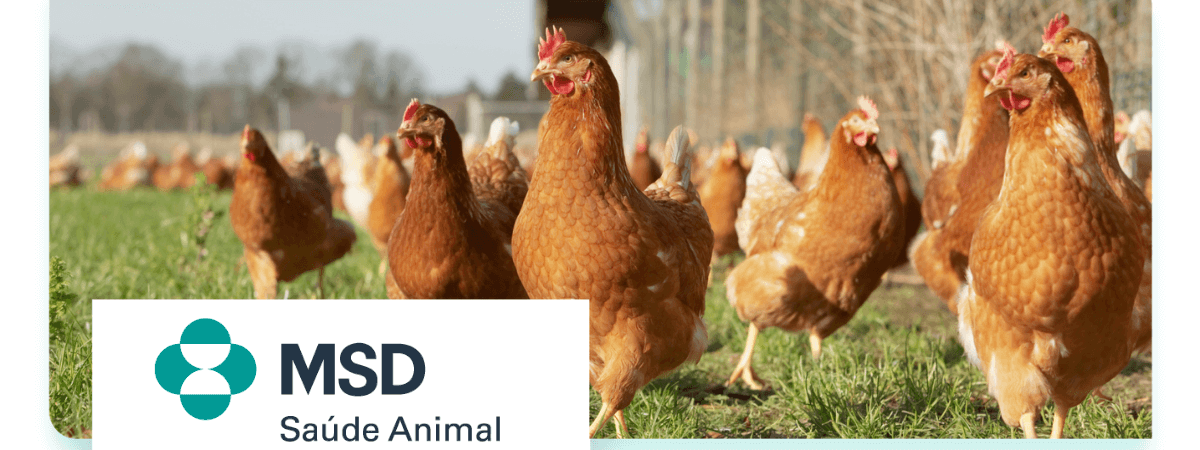 Conheça três passos para otimizar a sanidade avícola