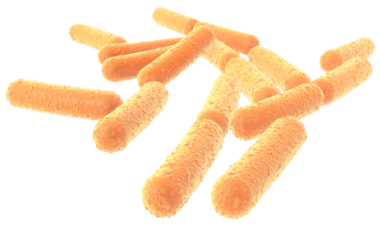microbiota intestinal na imunidade de pintainhos