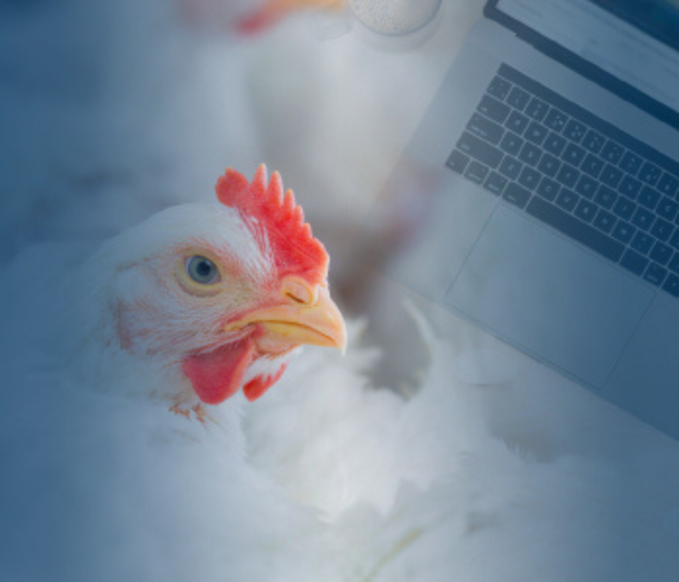 Broiler, chickens and breeders: health and production course by WVEPAH
