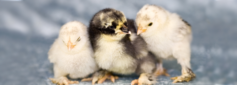 Argentina: Municipio invierte en el desarrollo de la producción avícola