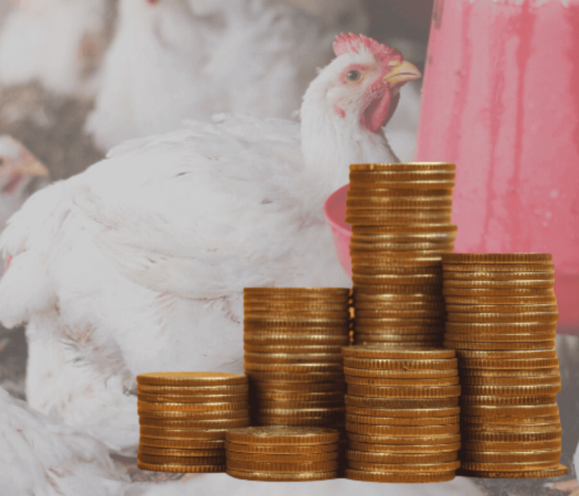 Aumento nos custos de produção de frangos