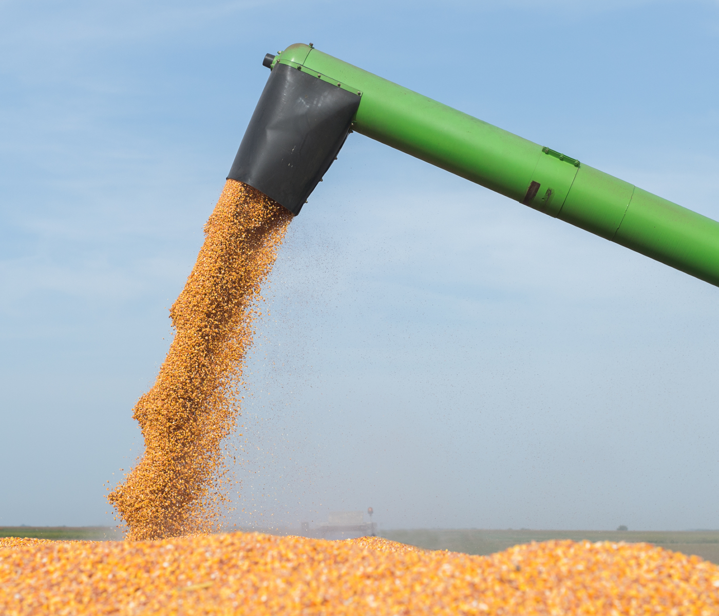 Avicultores bolivianos: Decepción frente a suministro de maíz para el...