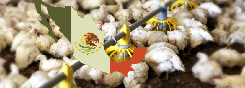 Avicultura mexicana: Principal comprador de los alimentos balanceados producidos en este país