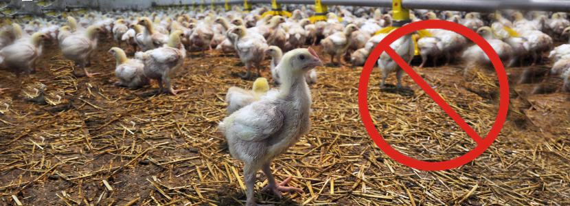Asegurando frontalmente las instalaciones avícolas con bioseguridad