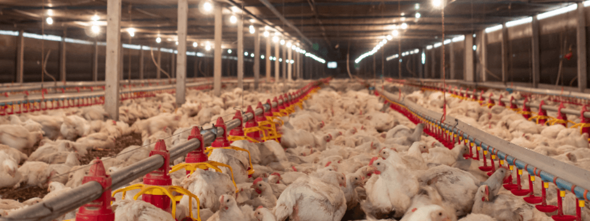 Biosseguridade das granjas é tema de outra campanha da avicultura gaúcha