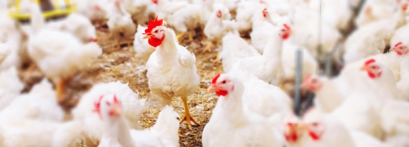 Control de la coccidiosis con vacunas en reproductoras de pollos de engorde