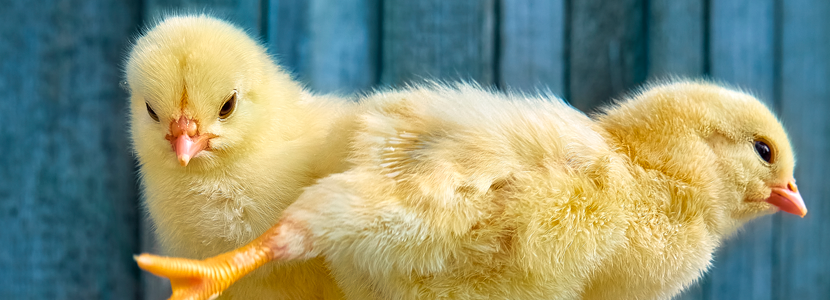 El papel clave de las PNAasas en la nutrición temprana de pollos