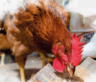 Iamgen Revista Critical points in the nutrition of laying hens