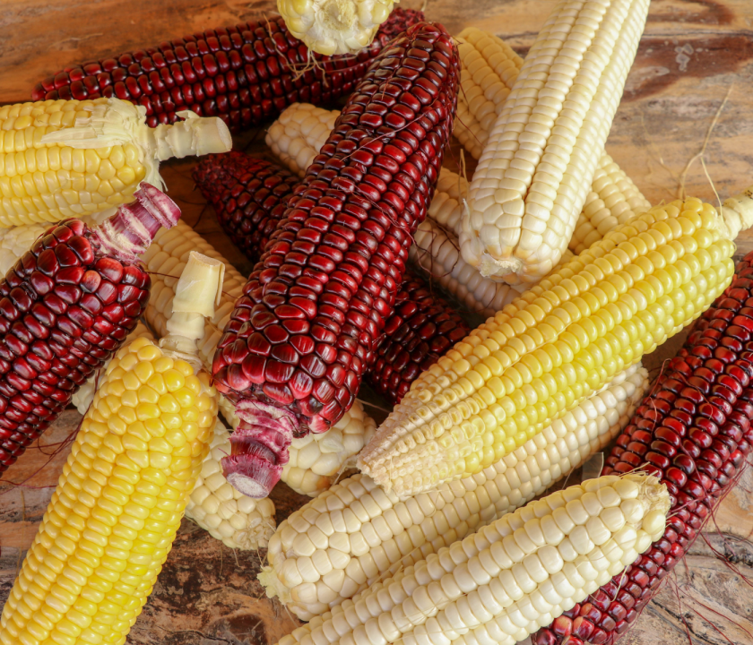 flavonoid-corn-research