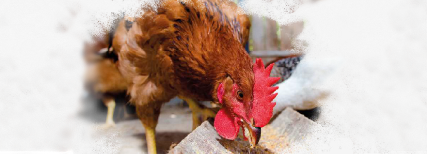 Puntos críticos en la nutrición de gallinas ponedoras