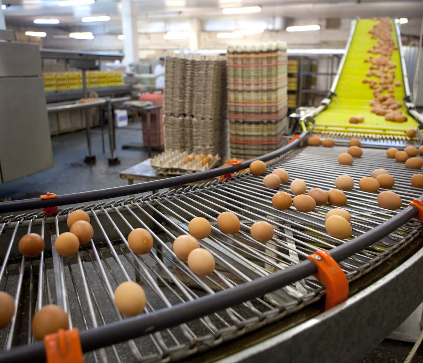 Publicados los indicadores económicos trimestrales del sector del huevo