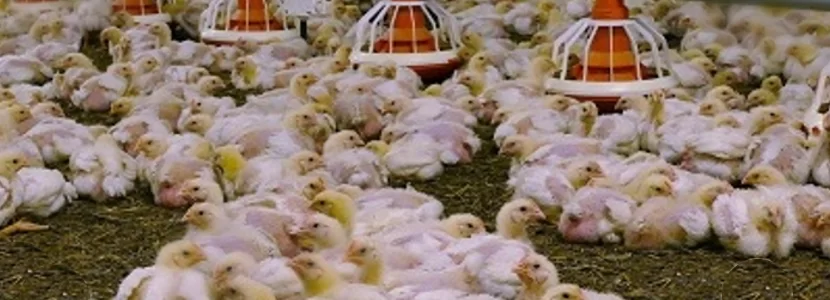 Industria avícola mundial continúa sólida este 2022: A pesar de los altos costos productivos
