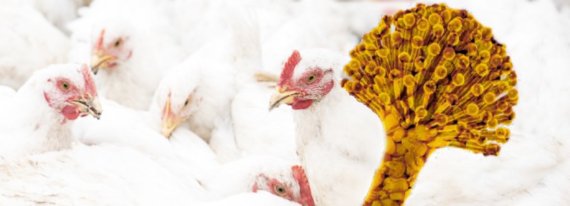Residuos agrícolas como una alternativa para la descontaminación de las micotoxinas en la industria avícola