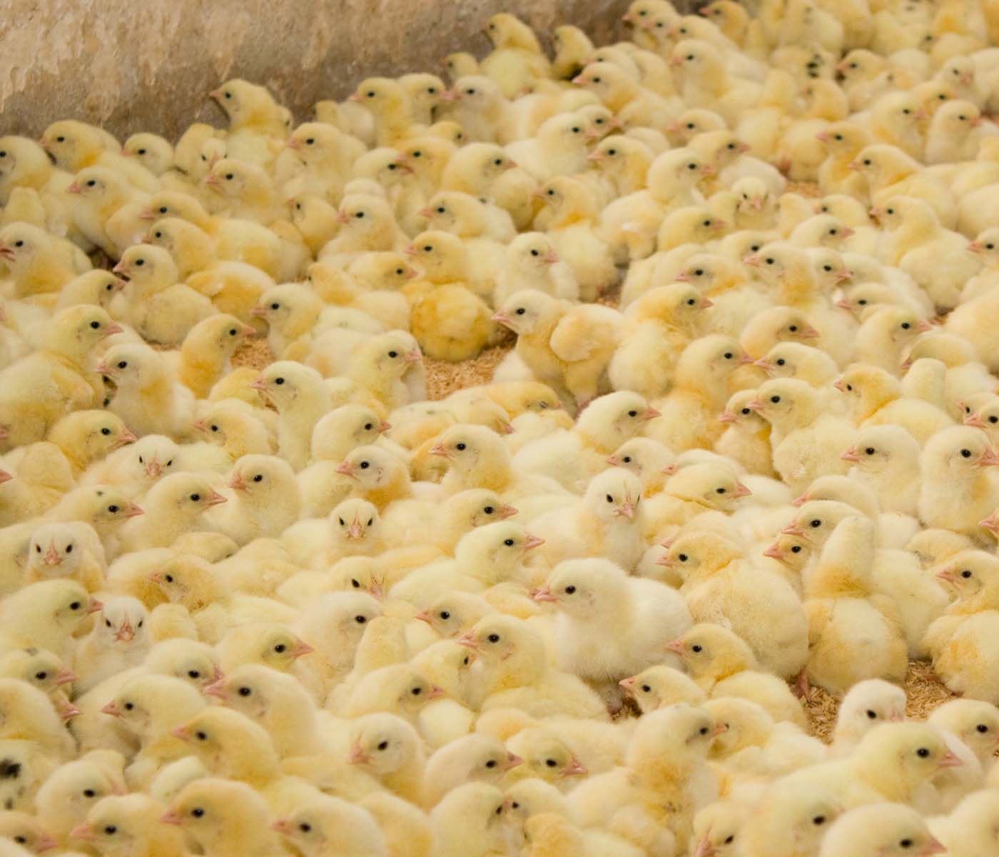 Las claves de la bioseguridad frente a la gripe aviar
