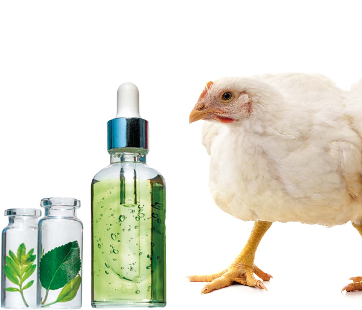 Interés de sustancias aromáticas en pollos de engorde alimentados sin anticoccidios o vacunados contra la coccidiosis