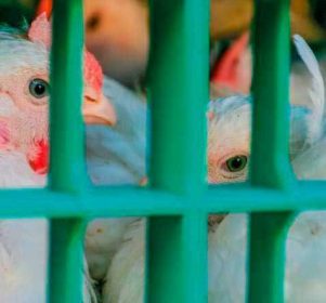 Aumento coste producción pollos Francia