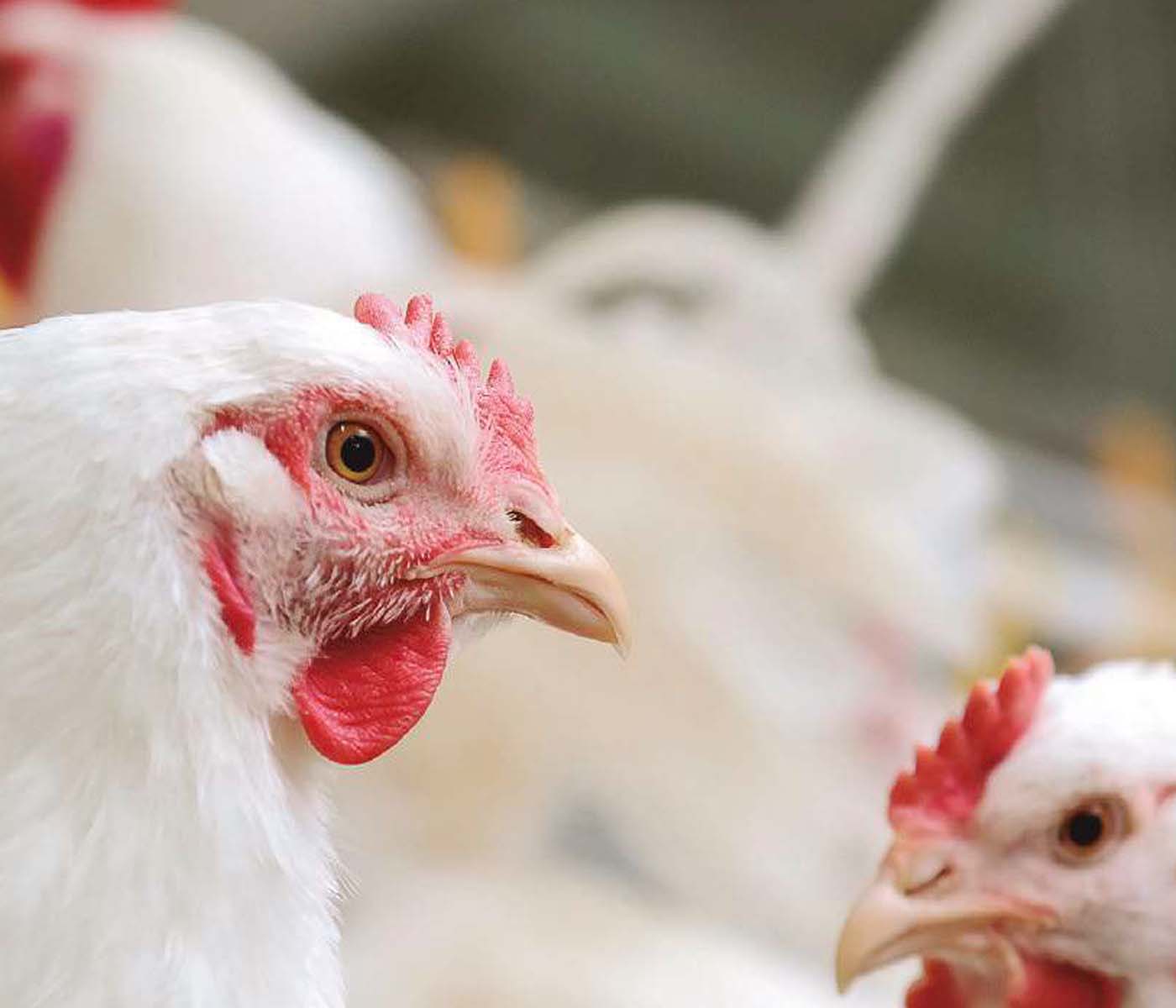 La salud intestinal y el rendimiento de pollos mejoran gracias a una fuente orgánica única de complejos de zinc y aminoácidos