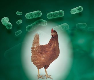 B-Act®: El Probiótico De Huvepharma De Elección Para Gallinas Ponedoras