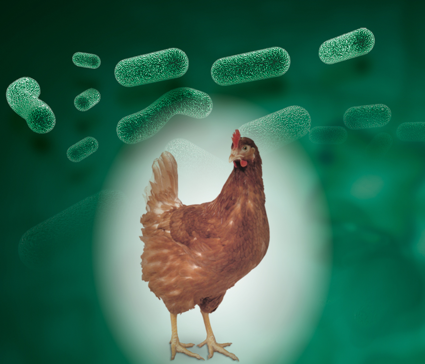 Probiótico B-Act® que mejora la eficiencia de la puesta en gallinas Hy-line Brown