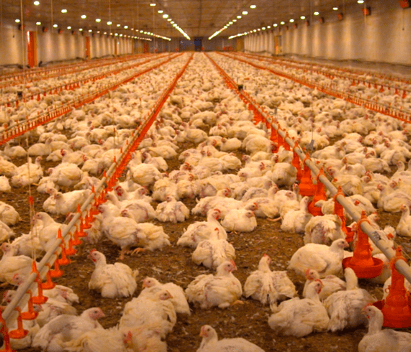 Como gerir a ambiência de frangos de corte na fase adulta