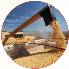 alternativas de cereais para substituição parcial do milho