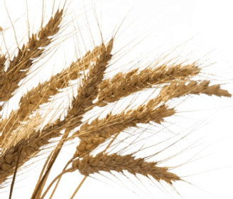 alternativas de cereais para substituição parcial do milho