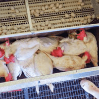 galinhas livres X galinhas em gaiolas