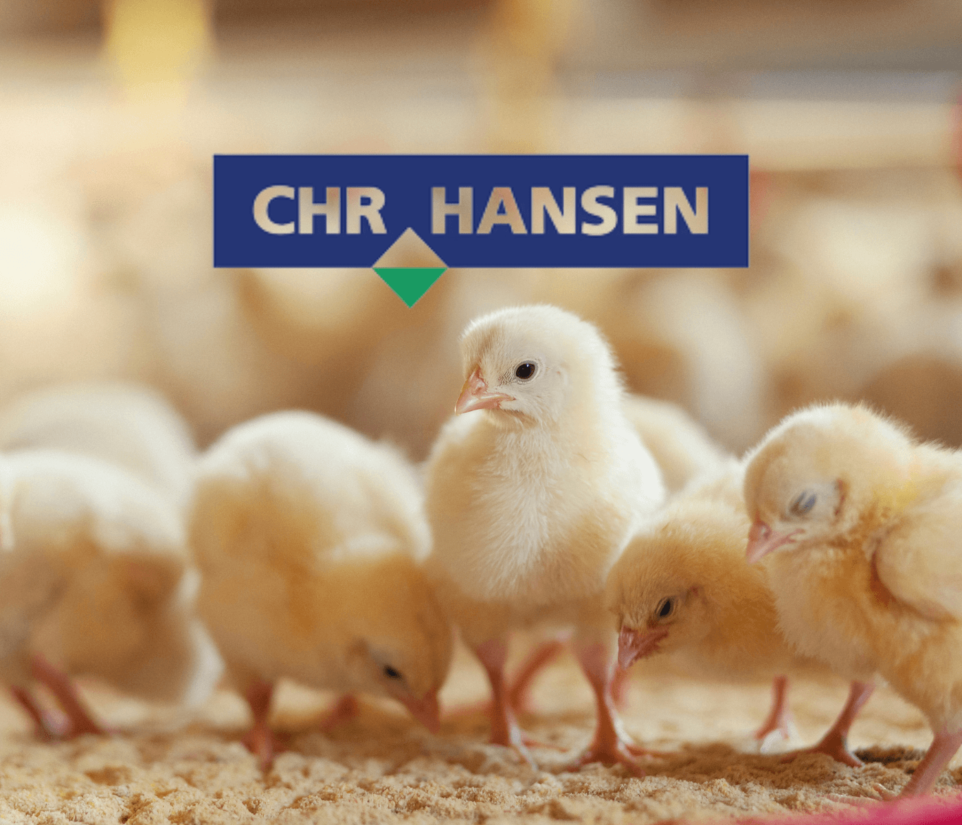 Chr. Hansen é a Top of Mind em probióticos para avicultura no Brasil