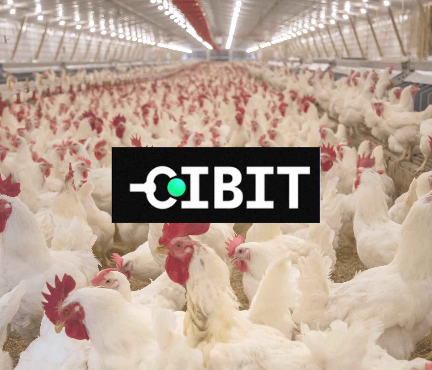 CIBIT auxilia produtores de aves a garantir resultados de qualidade