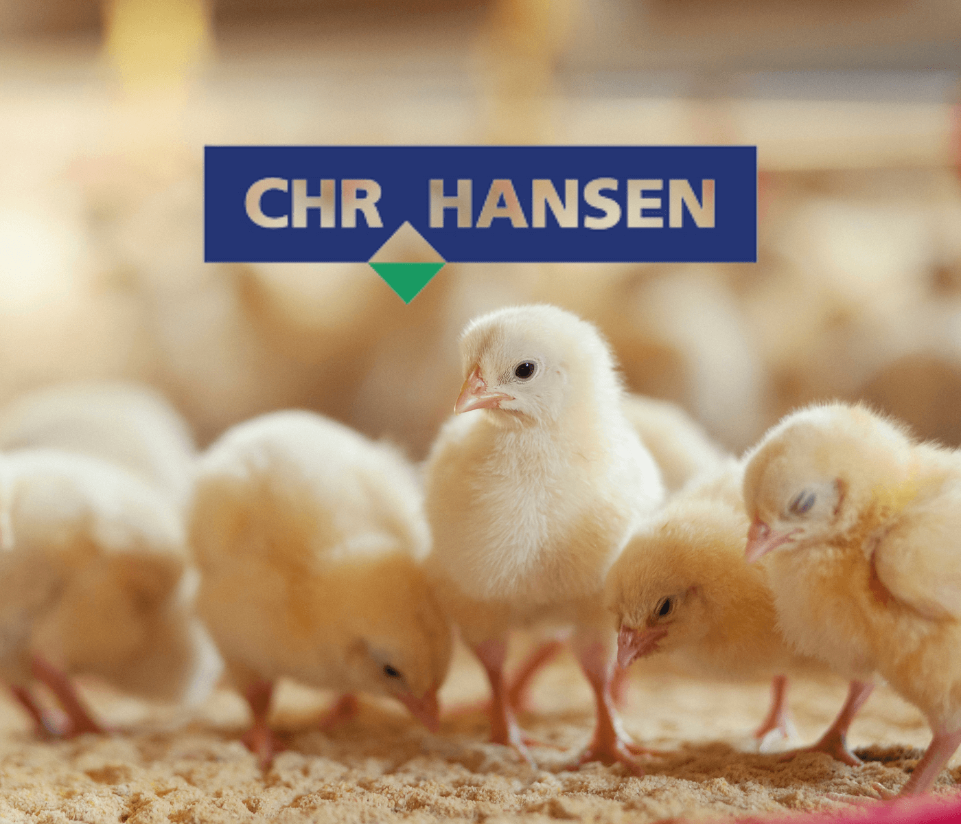 Evento da CHR Hansen, discute perdas na avicultura causadas pela...
