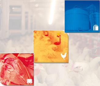 Iamgen Revista Learnings from the International Poultry Scientific Forum 2022