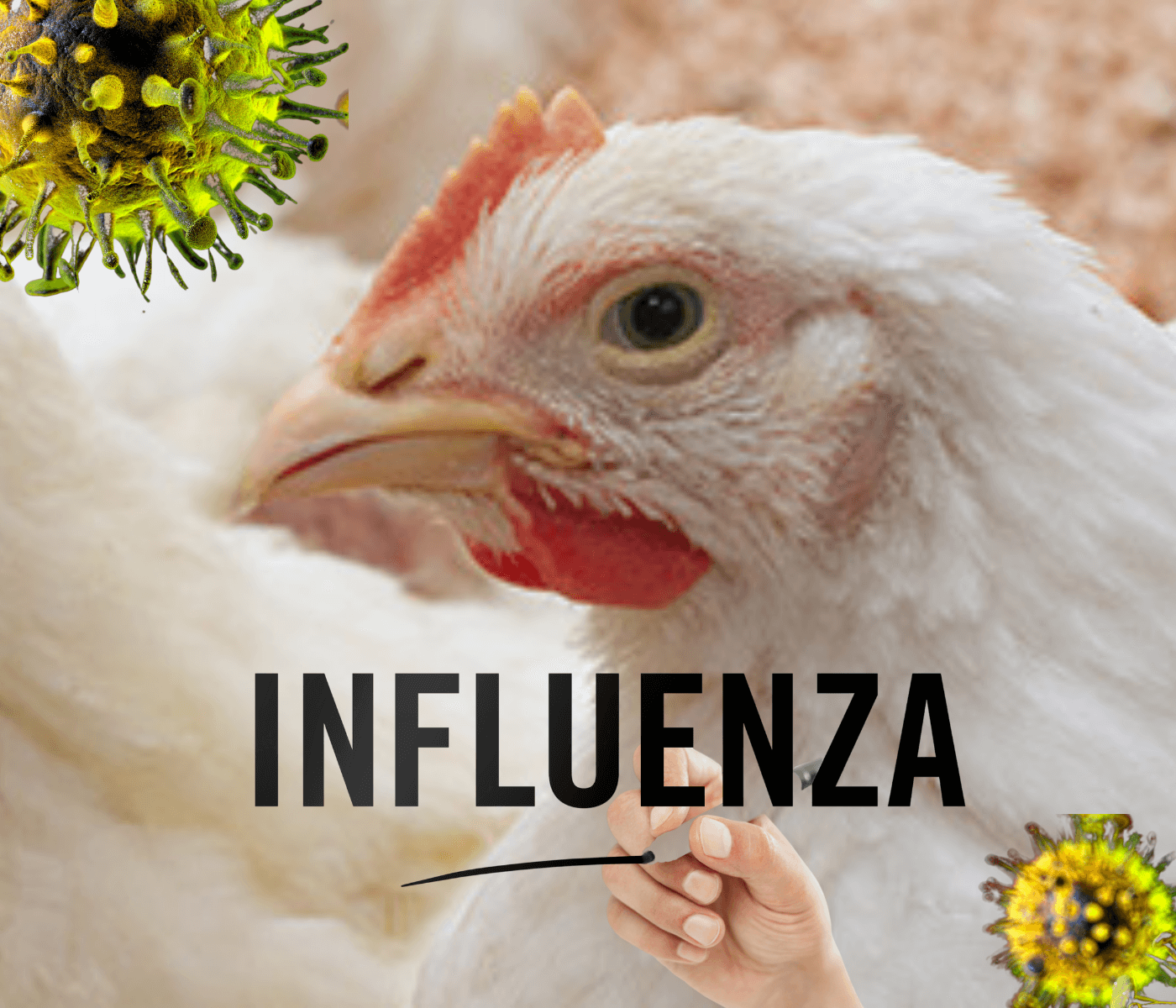Secretário da Agricultura dos EUA aprova fundos para apoiar resposta à Influenza aviária