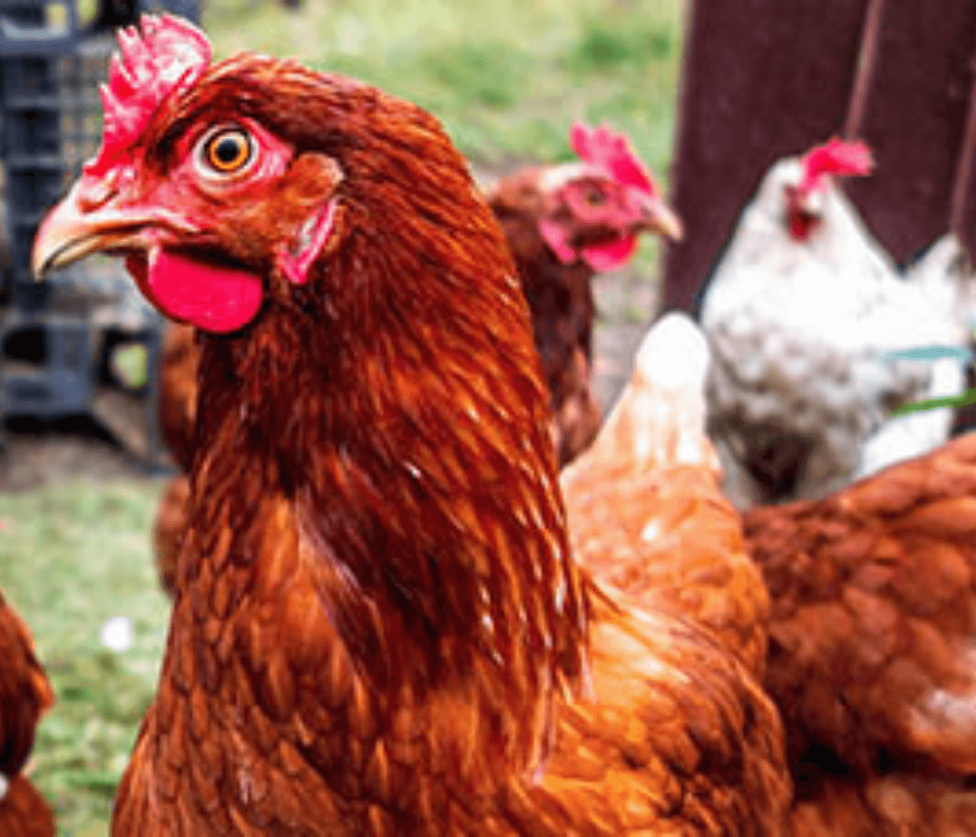 Caso humano de infecção por influenza aviária (H5N1) é relatado...