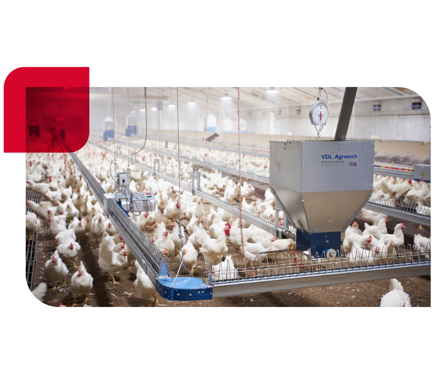 Alimentación en Granjas Avícolas de Reproductora Pesada con AVIPORC