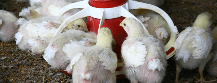 Manejo de inverno na avicultura