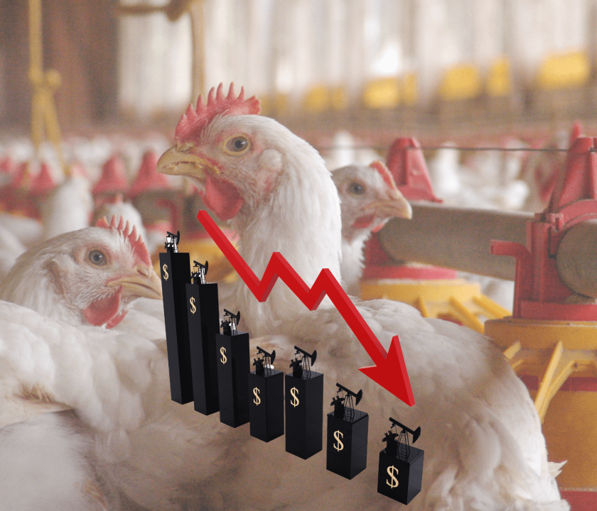 Custos de produção de suínos e de frangos de corte reduzem