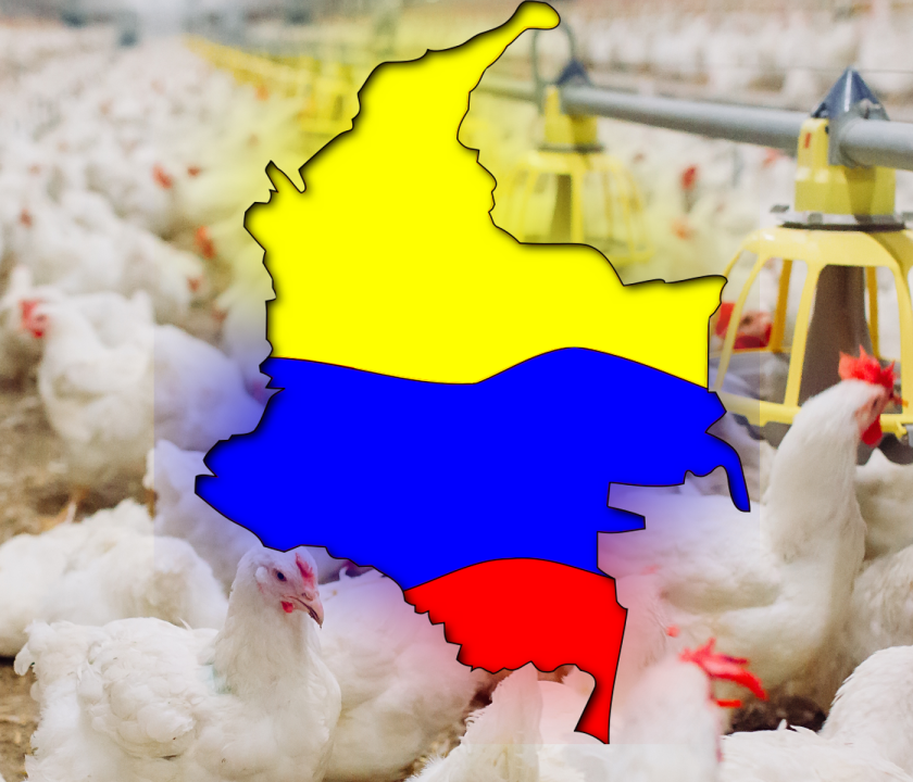 empresas líderes avicultura colombiana