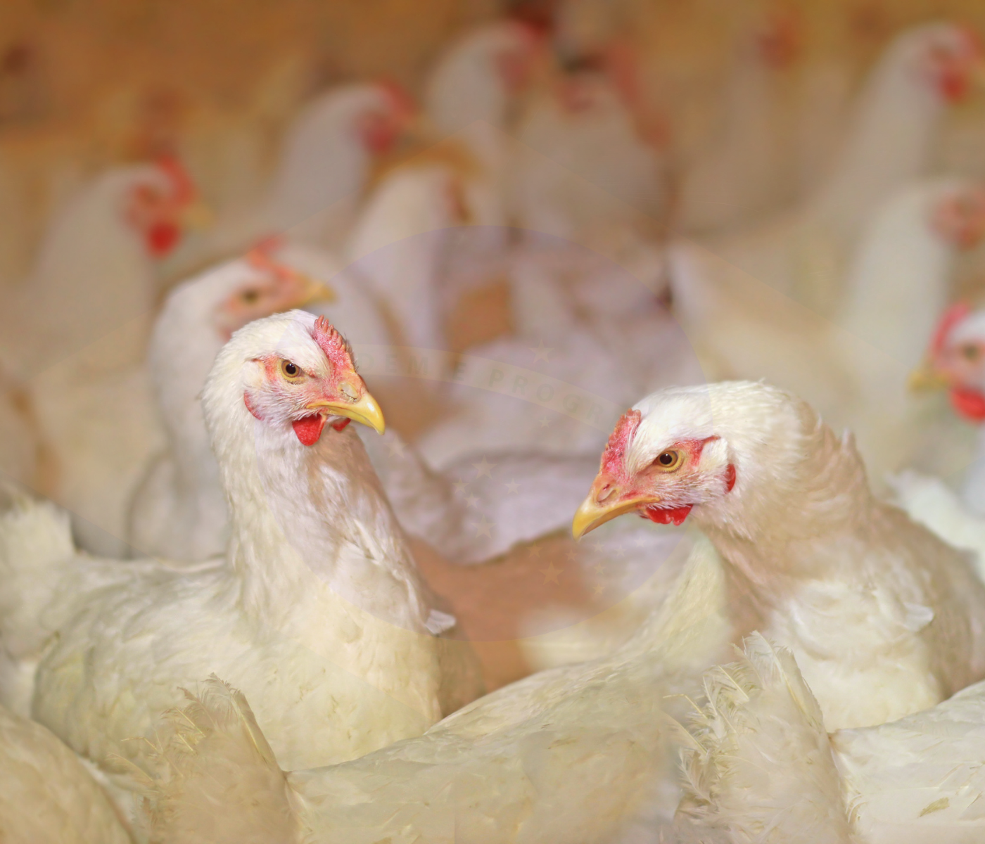Brazil chicken production will steadily increase in 2022: USDA