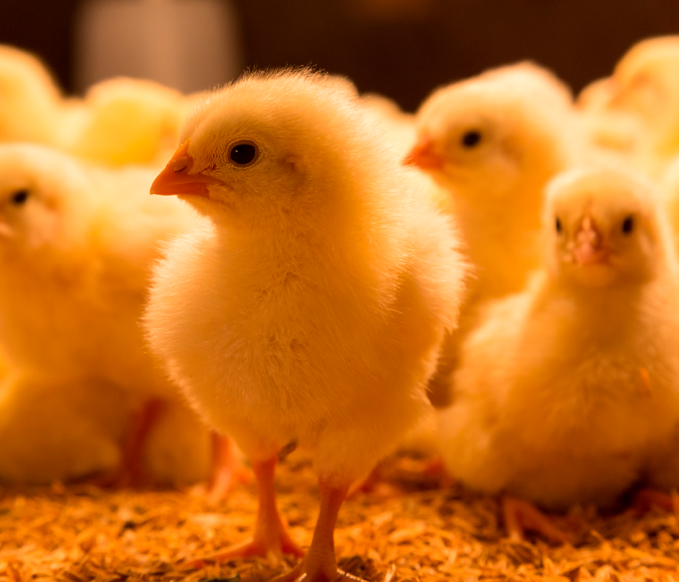 Ácido ƴ-aminobutírico (GABA) en la dieta sobre el rendimiento del crecimiento y la producción de huevos de aves de corral bajo estrés por calor