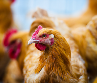 Iamgen Revista تقرير: مزرعة دجاج بيّاض المتوجهة نحو المستقبل تكشف عن استبصارات عصريّة في المجال