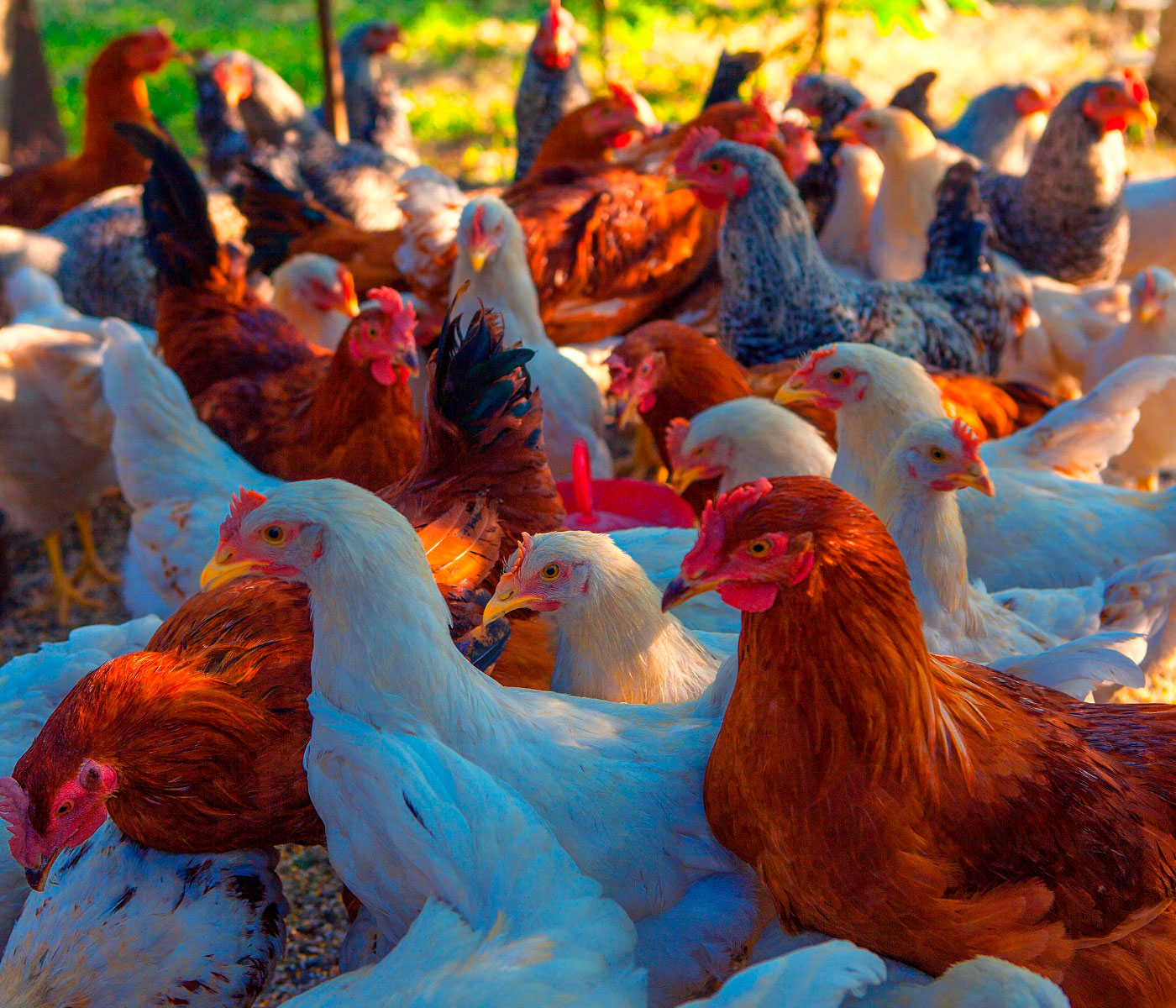 World Poultry Day: Ceva apuesta por la innovación y la...