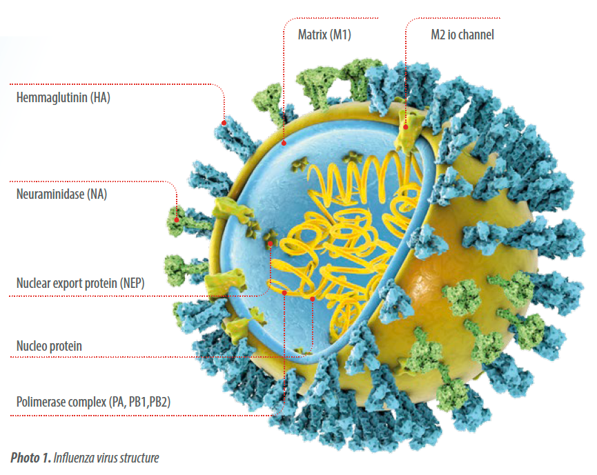 Avian Influenza In North America Spring 2022