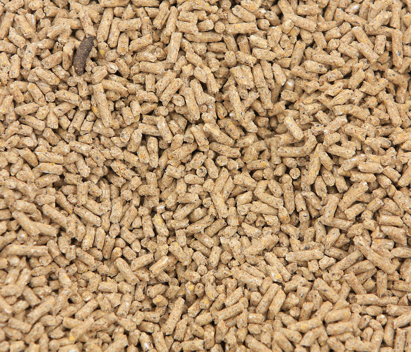 Insect meal as a feed ingredient for poultry