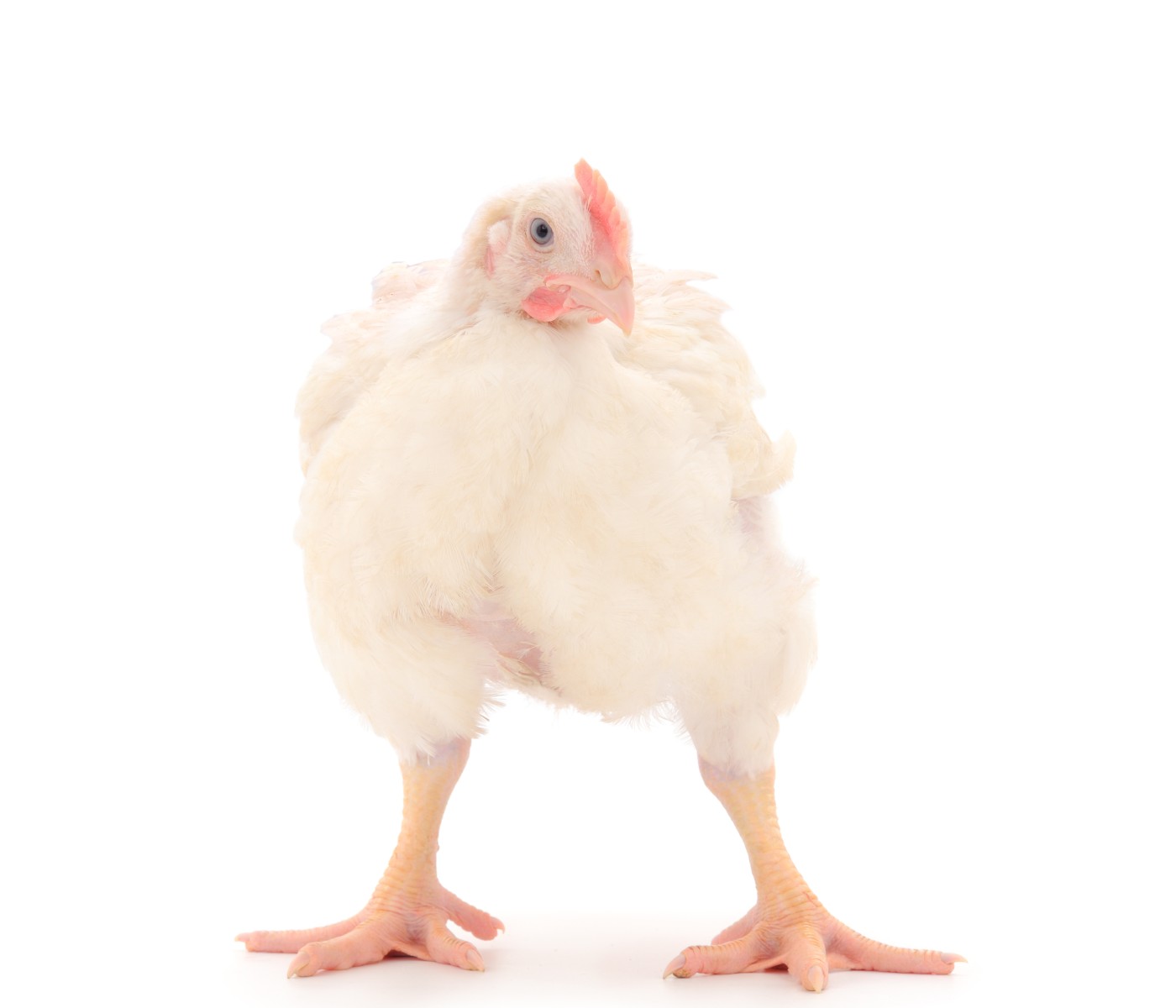 Reacción de la industria del pollo de EE.UU.: Nuevas cargas reglamentarias para el sector